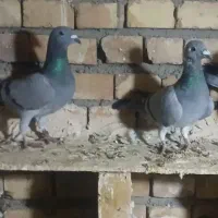 معاوضه کبوتر پلاکی با قناری آماده