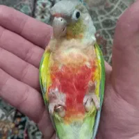 گرینچیک رد چیک ماده فول دستی سخنگو