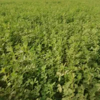 خط روند09108669600