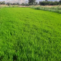 تیم برنج طارم هاشمی