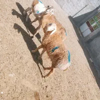 میش بره عربی چینی