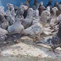 کفتر رنگی شارژ شد