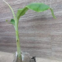 نهال موز