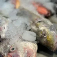 فروش انواع ماهی