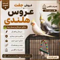 عروس هلندی زیبا قیمت مناسب همراه با قفس