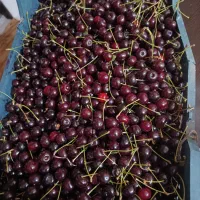 آلبالو فروشی