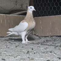 سه تا کفتر جوجه بهبهانی