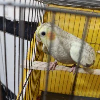 عروس هلندی سه ماهه نر