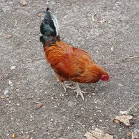 خروس‌محلی‌درشت