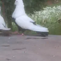 نر دومی لون