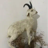 مجسمه بره طبیعی سالم