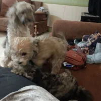 سگ گمشده