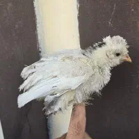 جوجه سلطان