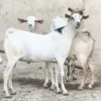 بز صلاله کهره دار