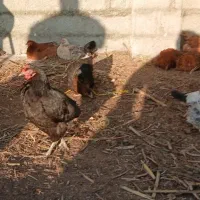 مرغ محلی تخم گذار