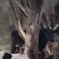 گاو دزدیده شده در میانچیل جیرفت