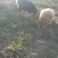 گوسفند چکنه