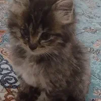 بچه گربه