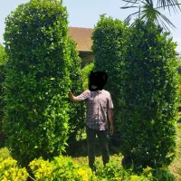 یاس هلندی