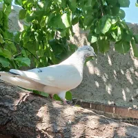 کفتر کبوتر تهرانی