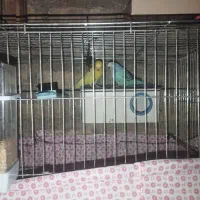 مرغ عشق رام شده نژاد دار بسیار زیبا