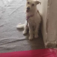 سگ خوشگل معاوضه دارم