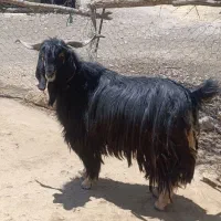 چپش نر
