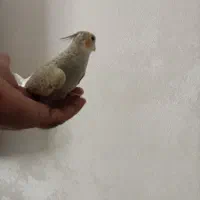 جوجه عروس