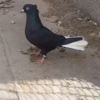 پردیس