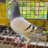 جفت کبوتر نر و ماده مسافتی