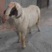 قوچ داشتی