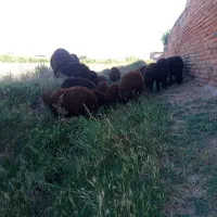 بره