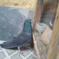 زاغ سبز
