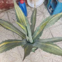 گل گلدان اگاو کاکتوس کلکسیونی و خاص (رایگان)