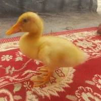 جوجه اردک سرحال وبانمک