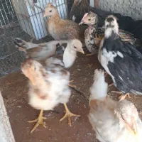 جوجه گلین