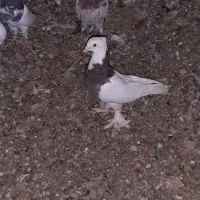 کبوتر