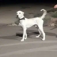 خراسانی خالص