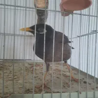 فروش مینا حرف میزنه س