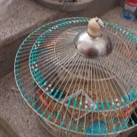 قفس طرقه