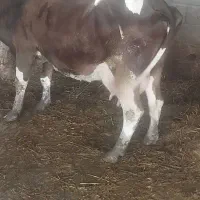 گاو قصر