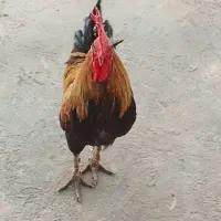 خروس