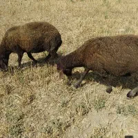 توغلی نر برای قربانغ کردن چرب چیلی