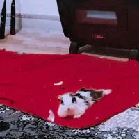 واگذاری خرگوش