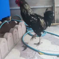 خروس چهل تاج