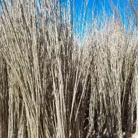 صنوبر نیگرا کبوده چنار بید مجنون