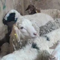 گوسفند زنده با قصاب و ارسال به تمام نقاط تهران