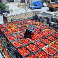 خرید گوجه ربی کارخانه ای ازکشاورز پیمانکار فی بالا