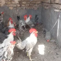خروس براکل