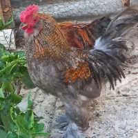 خروس چهل تاج امپراتور